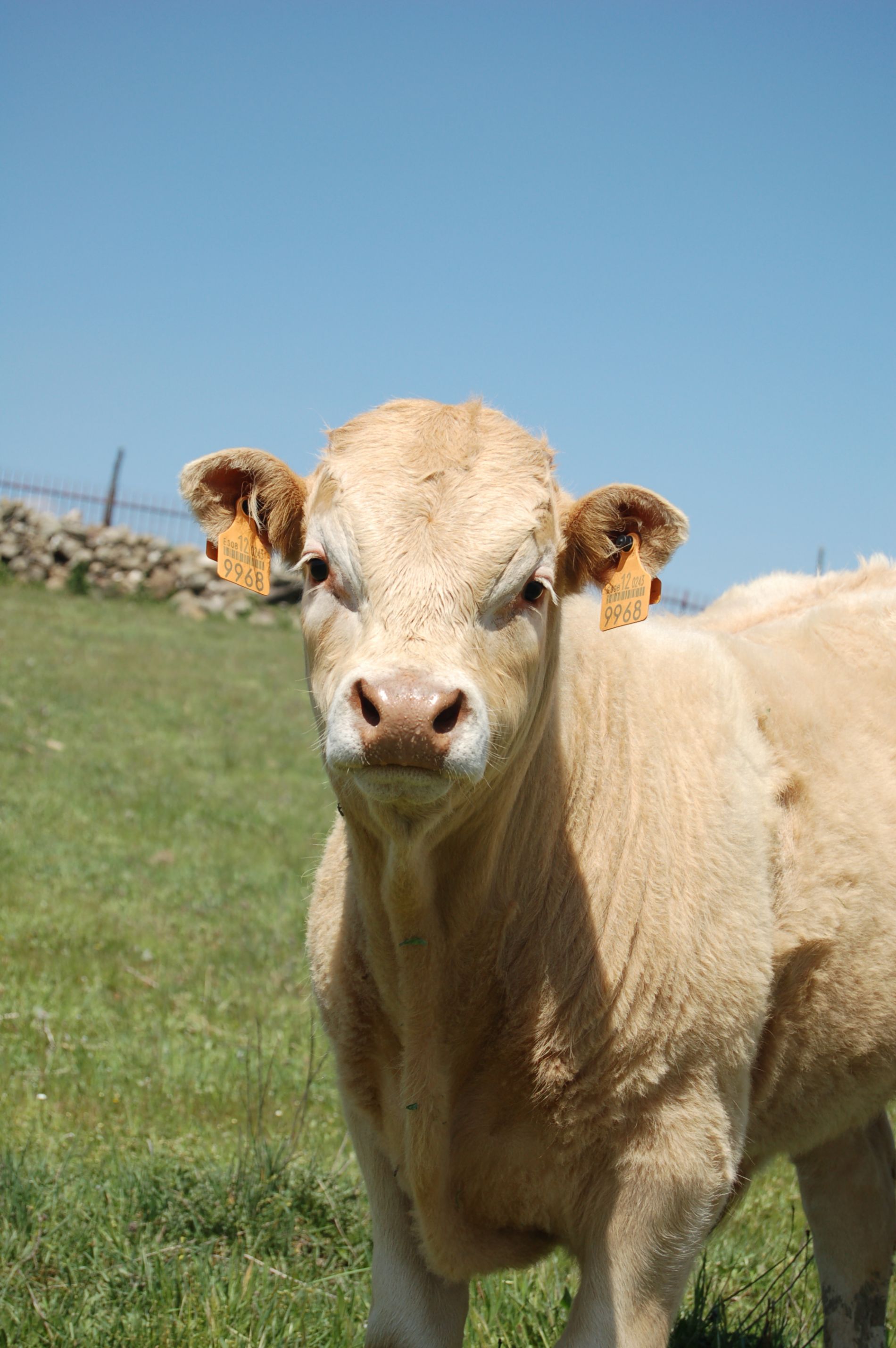 Vaca europea
