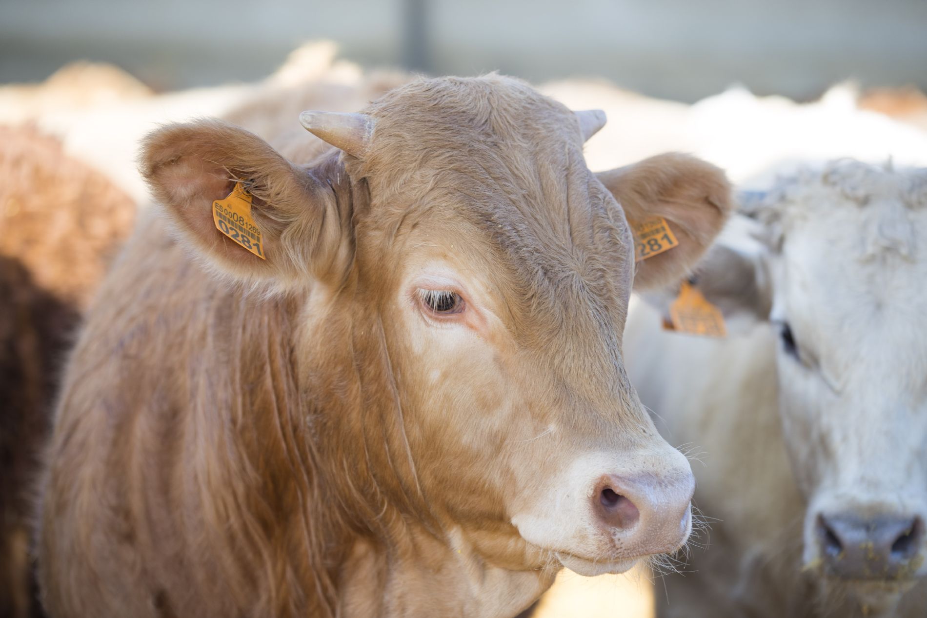 Vaca