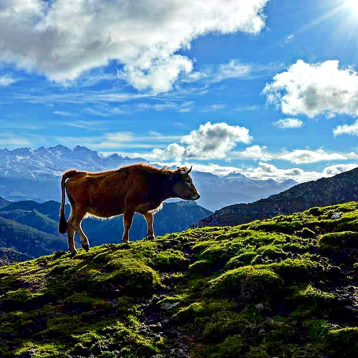 Vaca sobre fondo de montañas