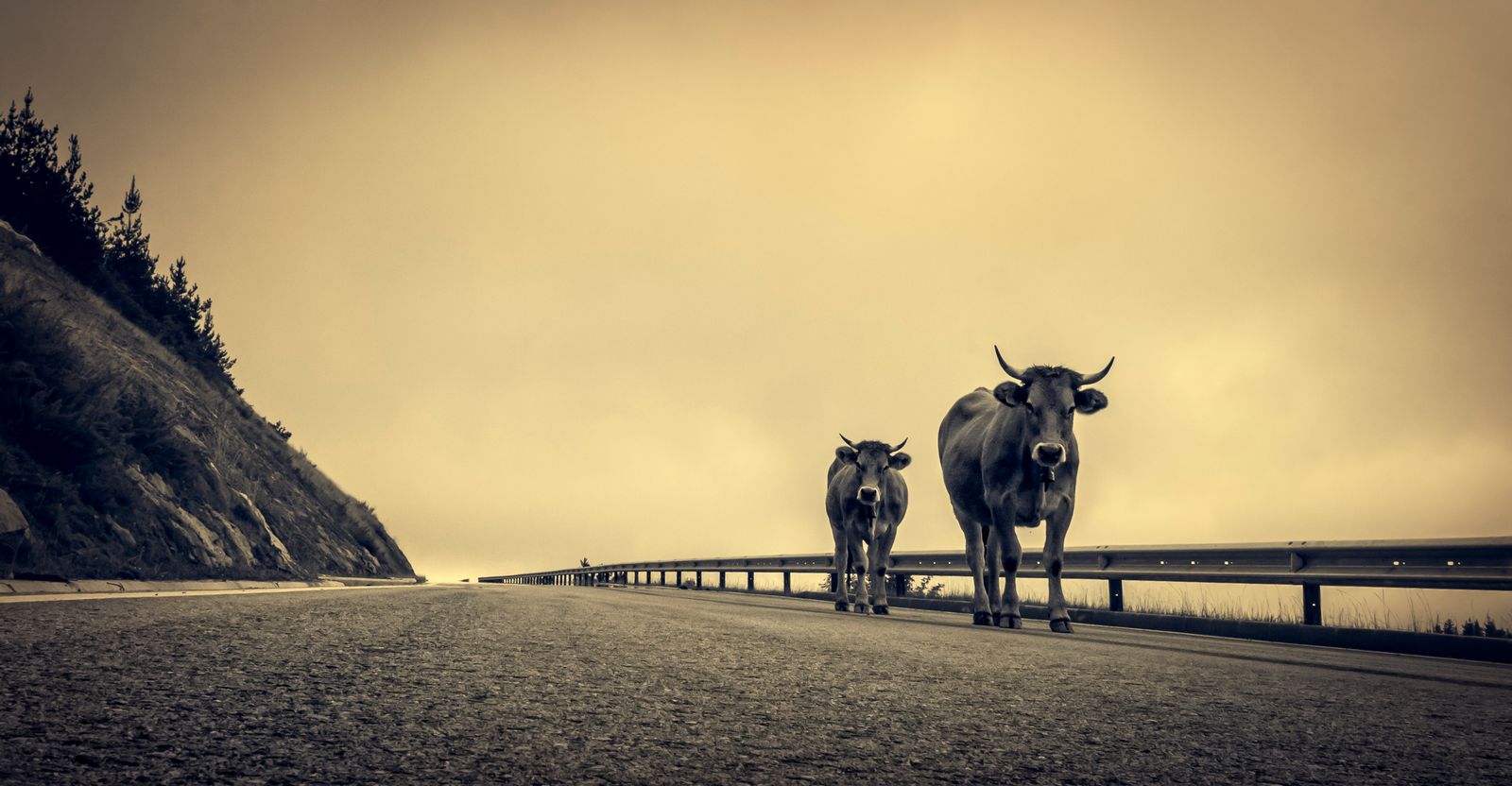 Vacas en carretera