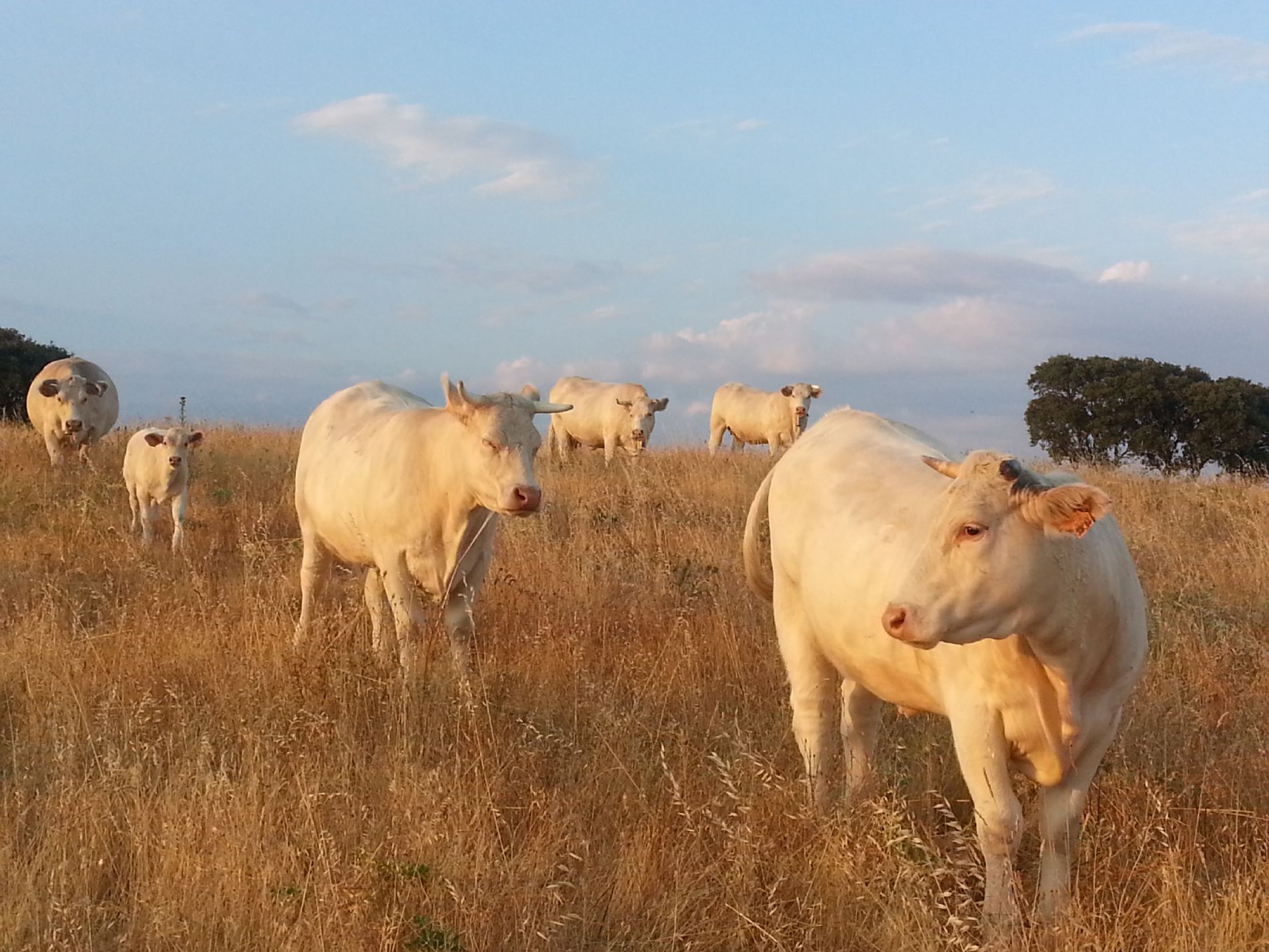 Extensive beef farming