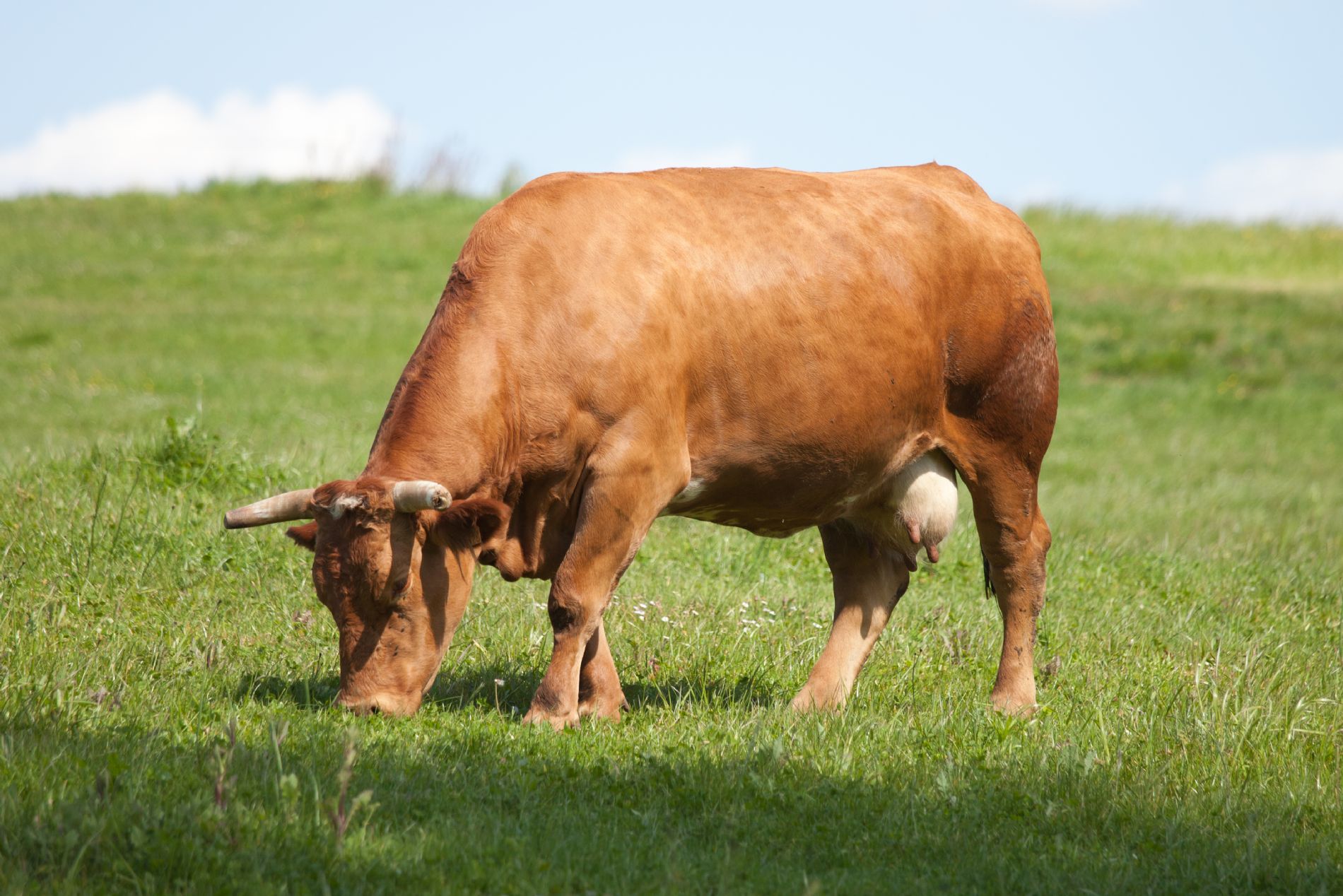 cow