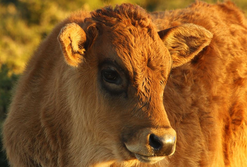 Vaca