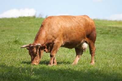 Vaca