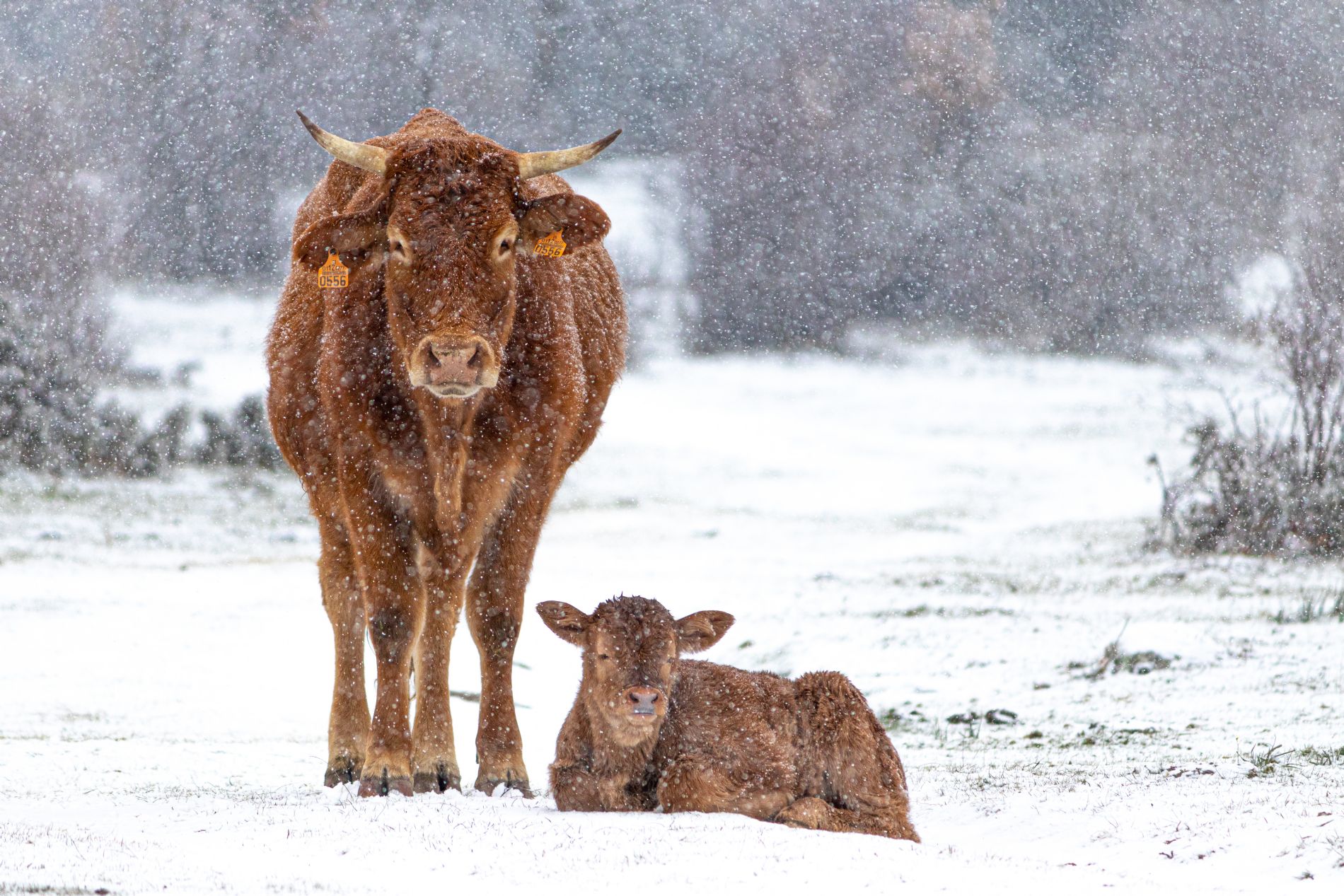 Segundo premio: Javier Vendrell Garca, por su fotografa `Amor de madre`
