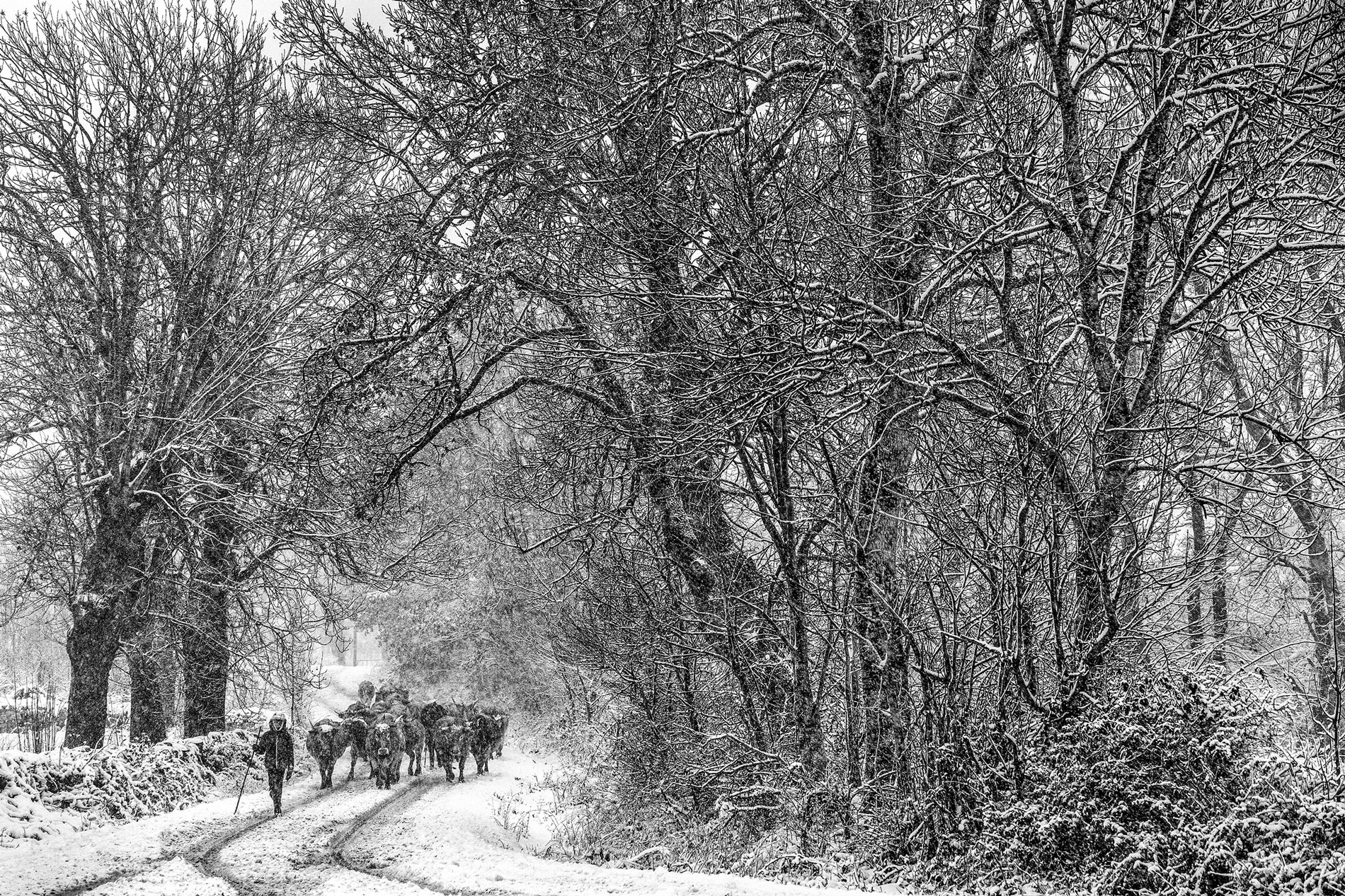 Cuarto premio: Antonio Aragn, con su fotografa `Regreso a casa`.