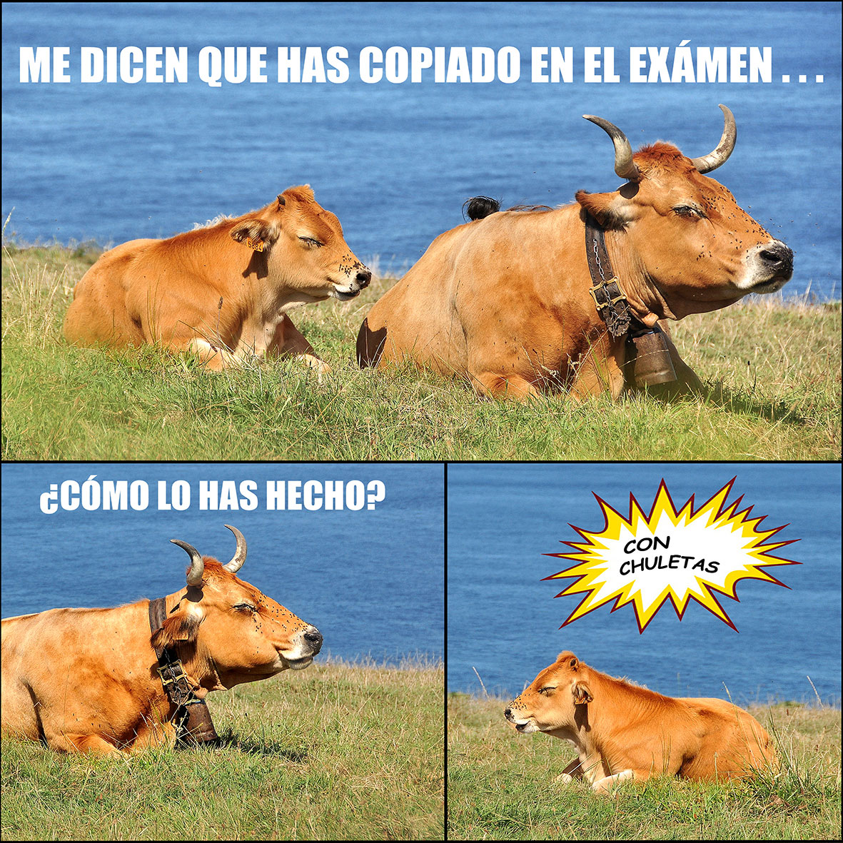 Quinto premio: Andrs Fernndez, con su fotografa `Chuletas`.