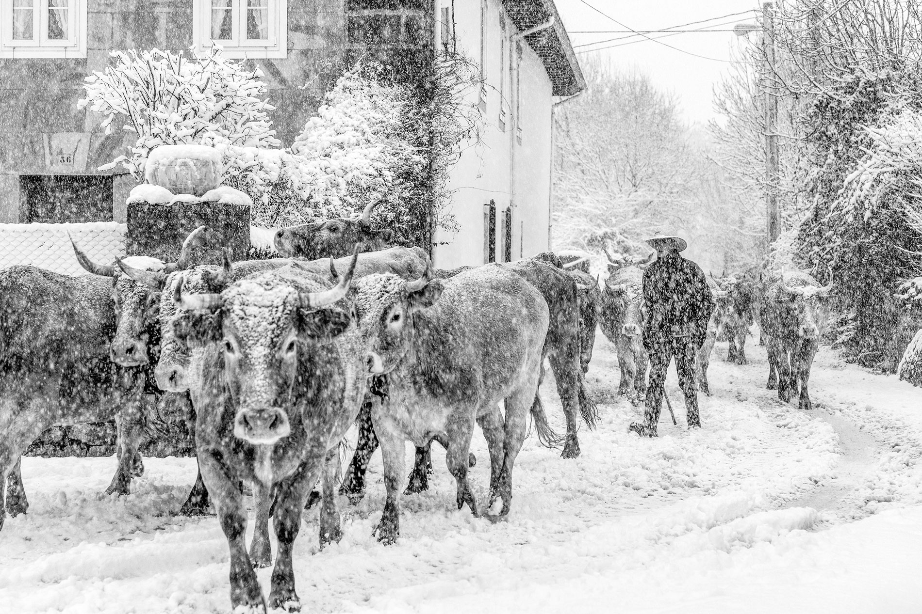 Sexto premio: Antonio Aragn, con su fotografa `Vuelta al hogar`.