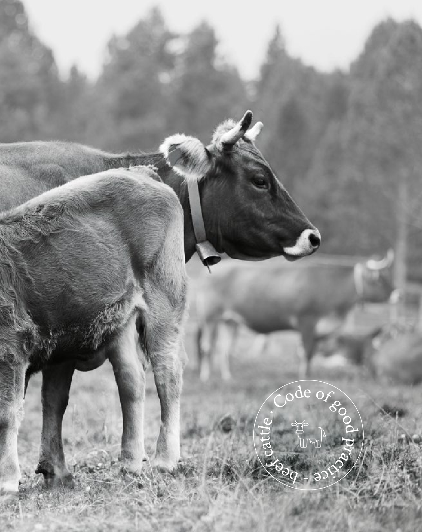 CGP_beef cattle cover
