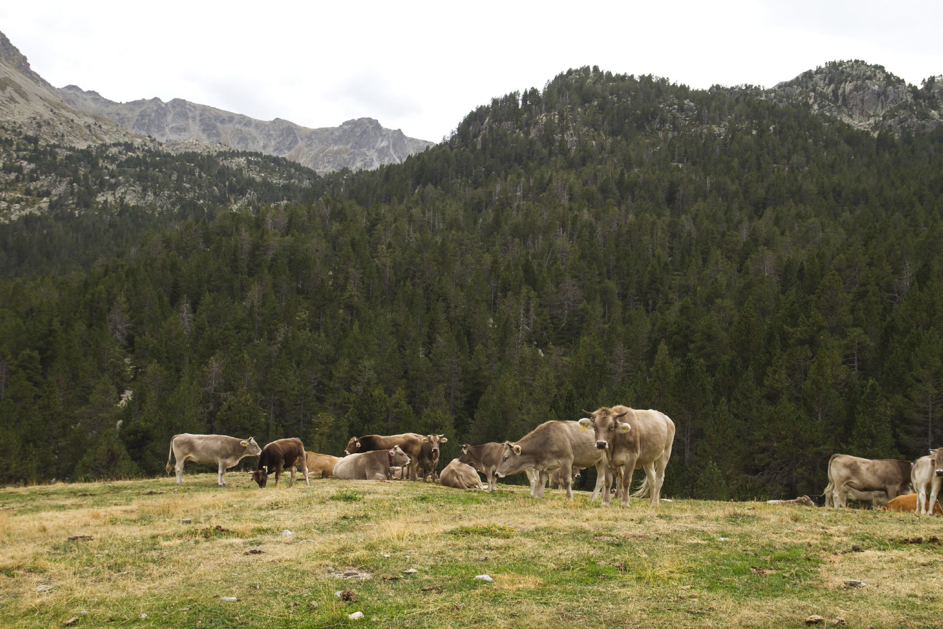 vacas