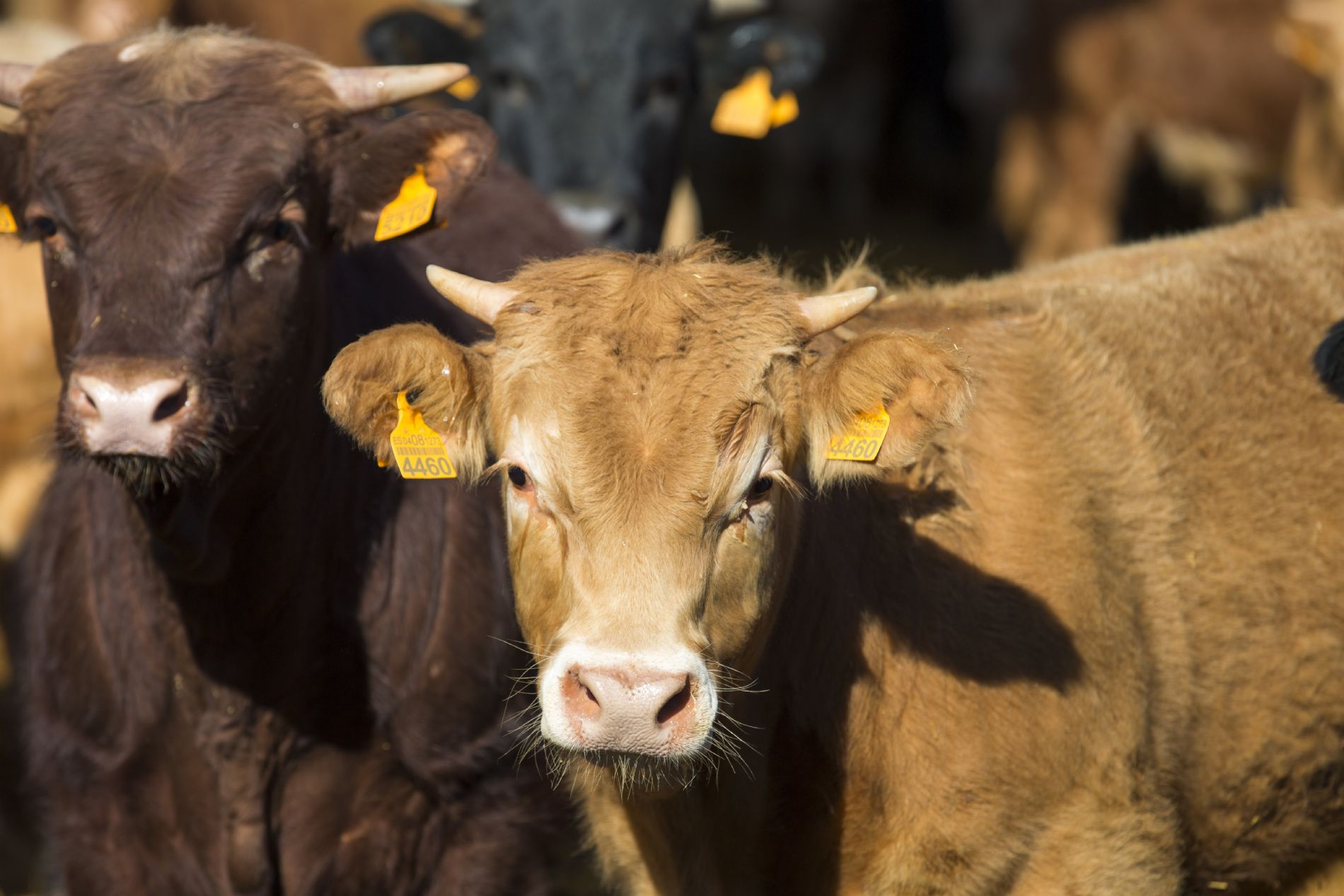VACA