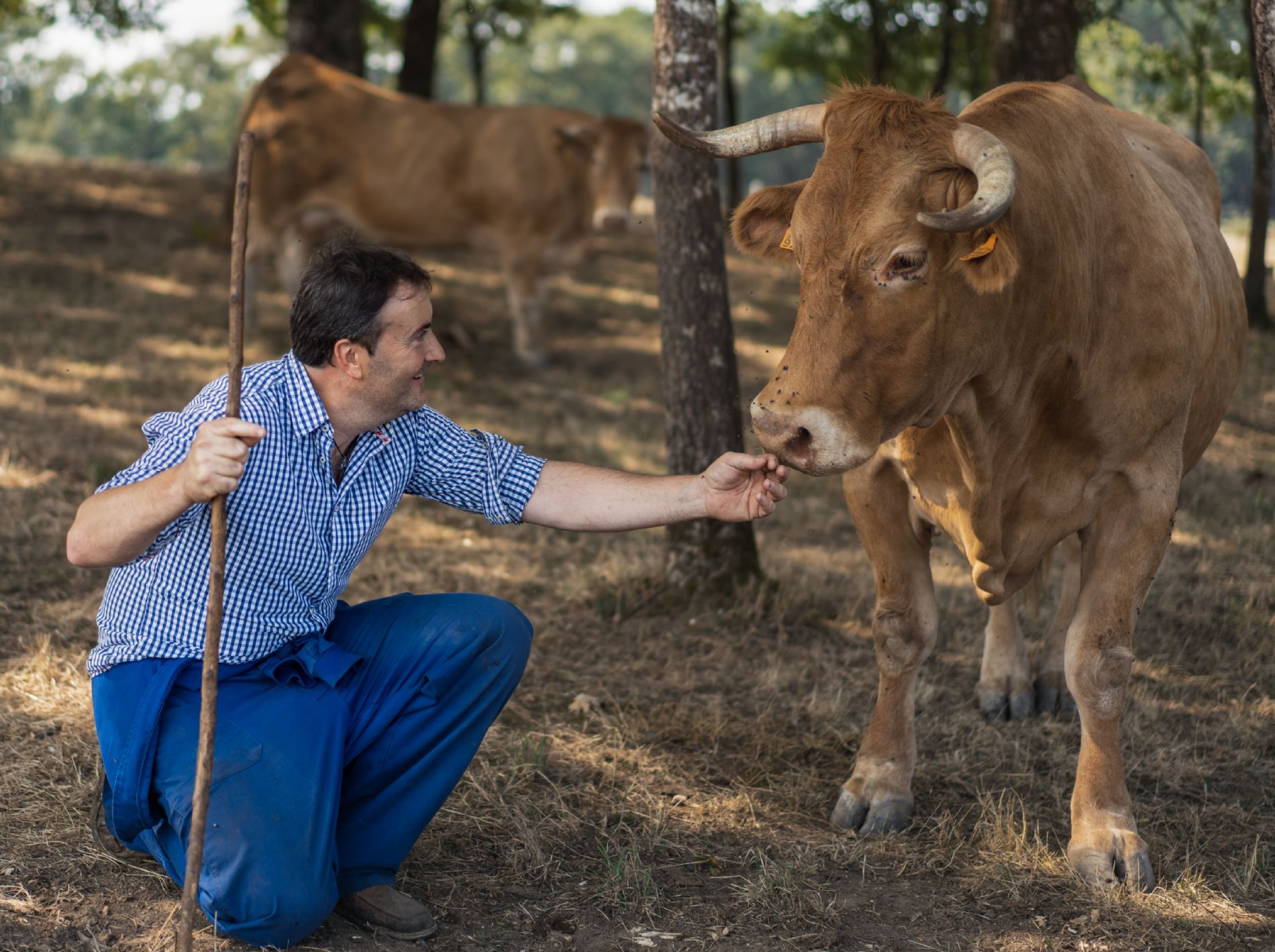 vaca