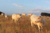 Vacas de carne en extensivo