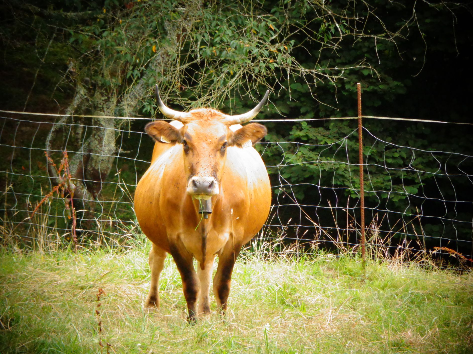 Vacas de carne en extensivo
