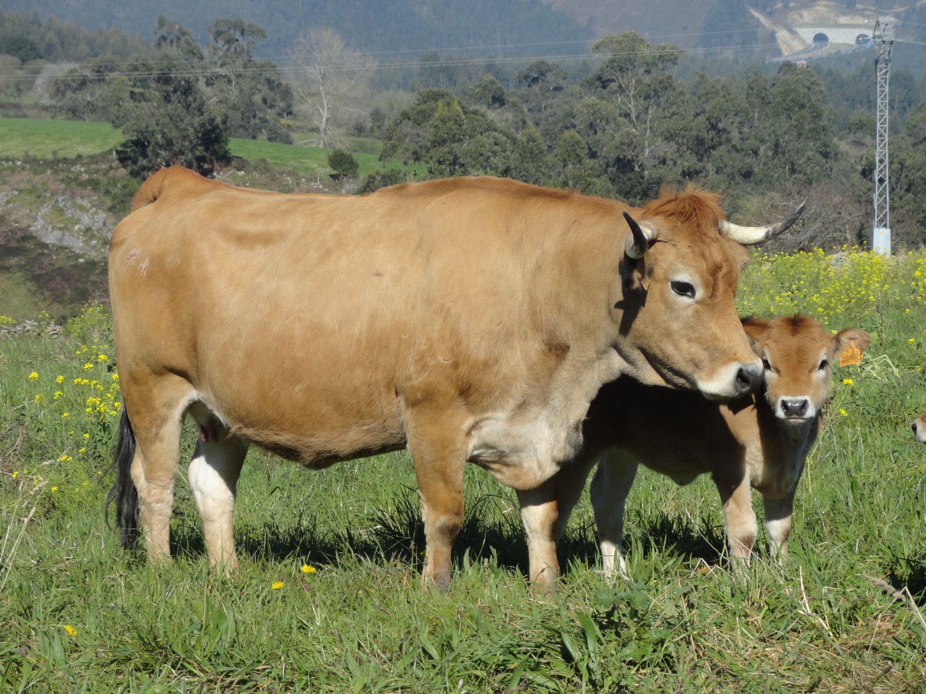 Vaca nodriza