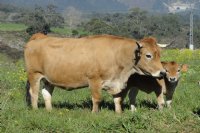 Vaca nodriza