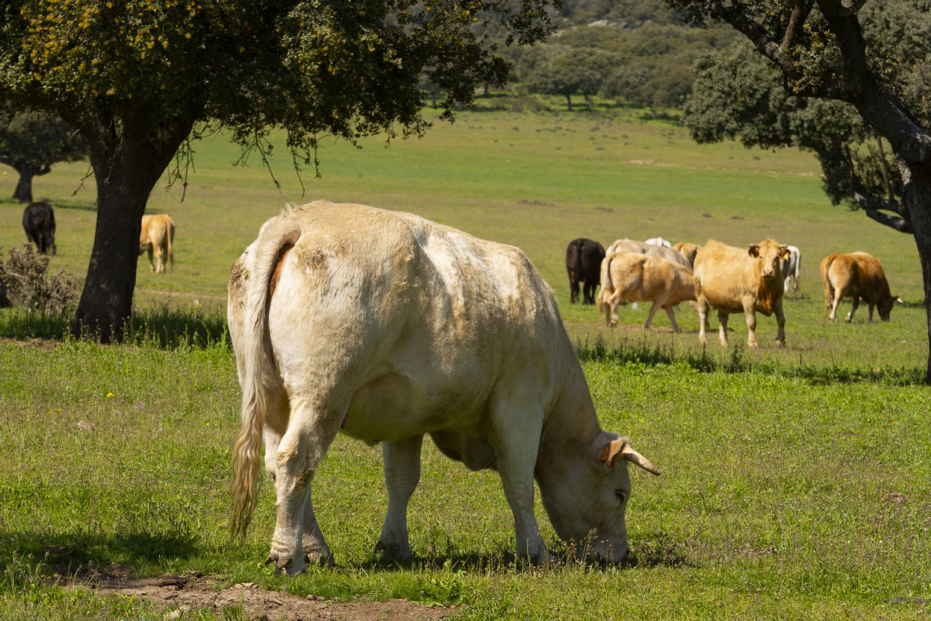 Vaca