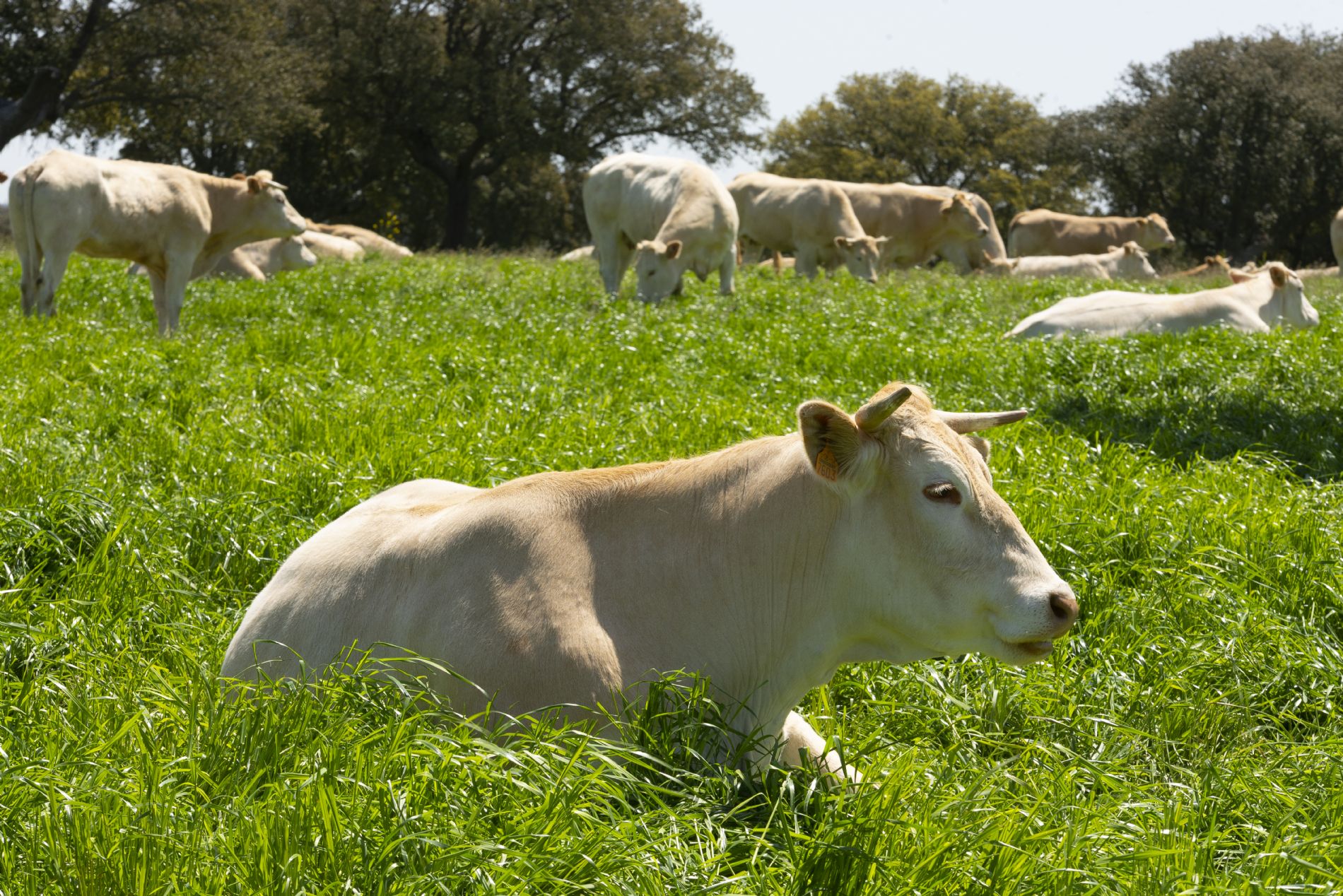 Vaca
