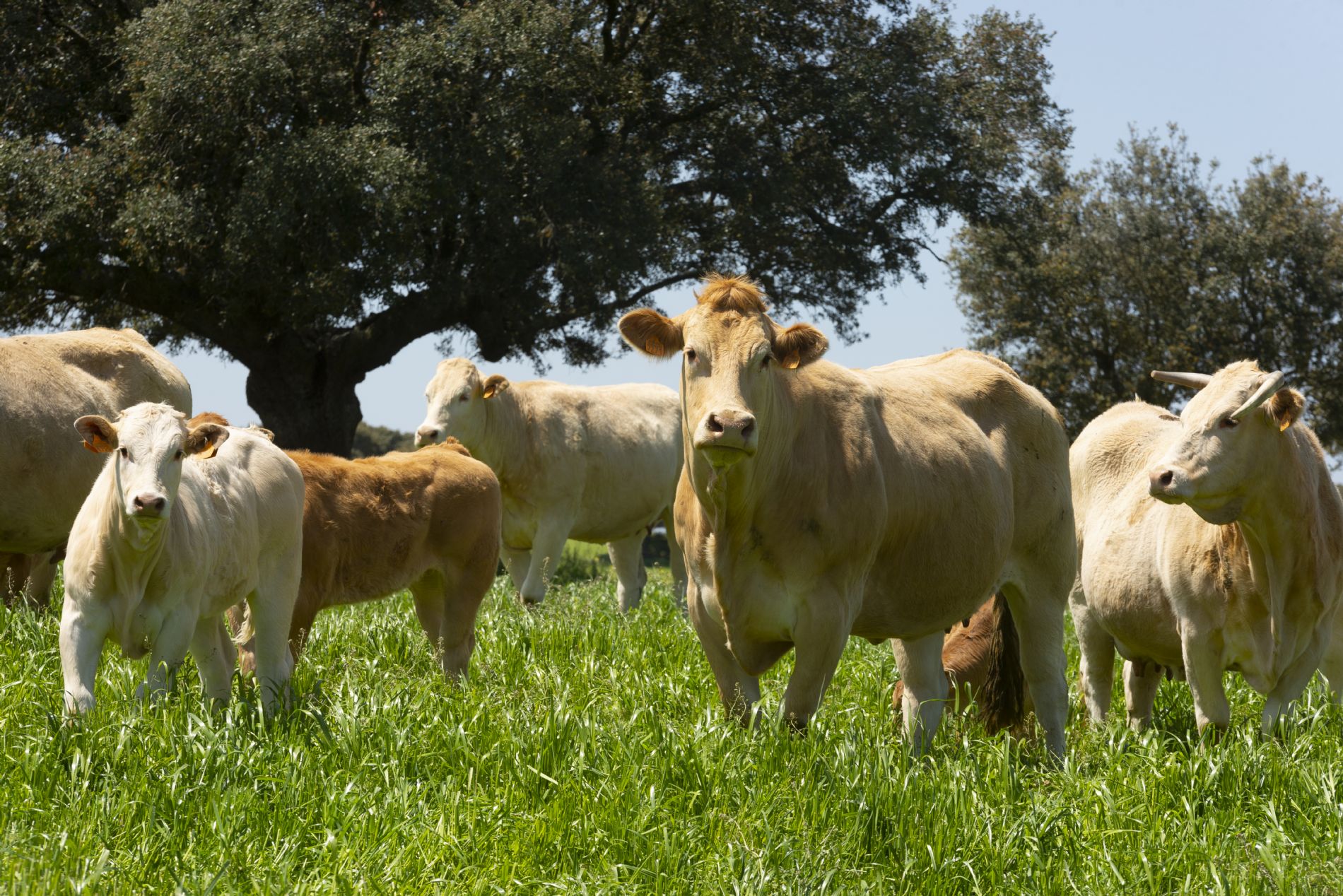 Vacas