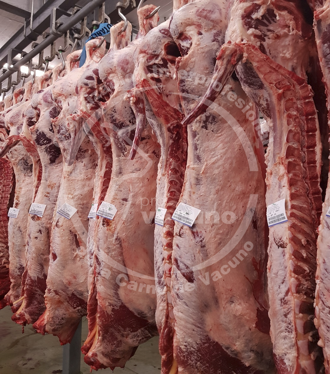 canal de carne de vacuno