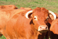 vaca en extensivo