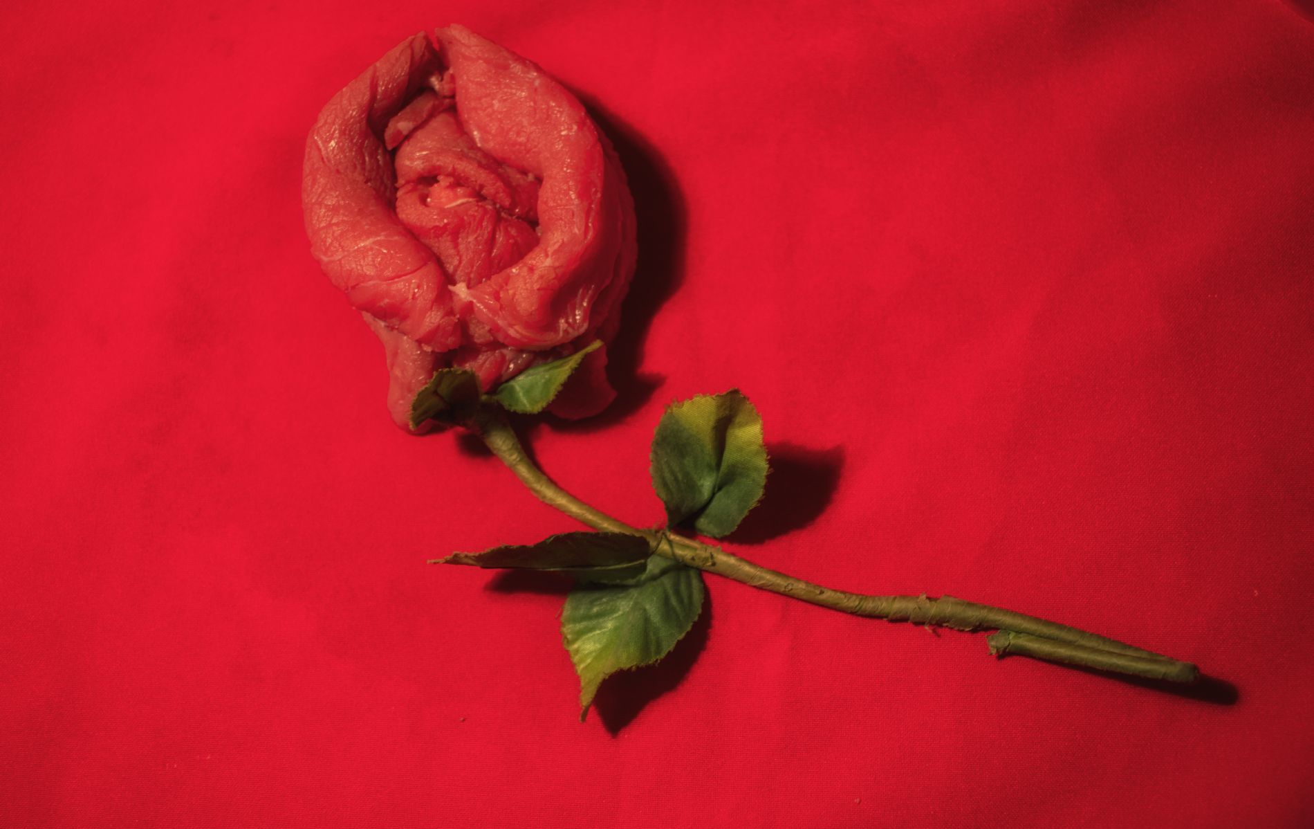 Tercer premio: Sandra Moreno Espaa, por su fotografa `Una rosa que alimenta`